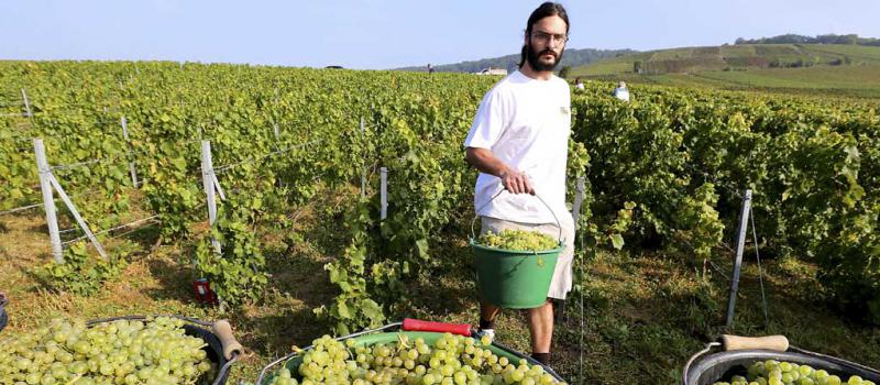 Un trabajador de un viñedo en Cumieres, Francia, llena de uvas unos envases plásticos.  Francia produjo 36,7 millones de hectolitros de vino en lo que va del año. Foto: AFP