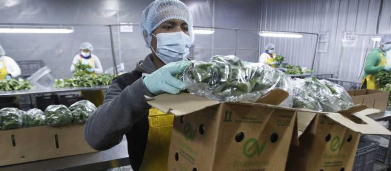 Trabajadores colocan en diferentes cajas las hojas de albahaca para su exportación al mercado estadounidense. El clima de El Quinche es el ideal para producir. Foto: Vicente Costales / LÍDERES