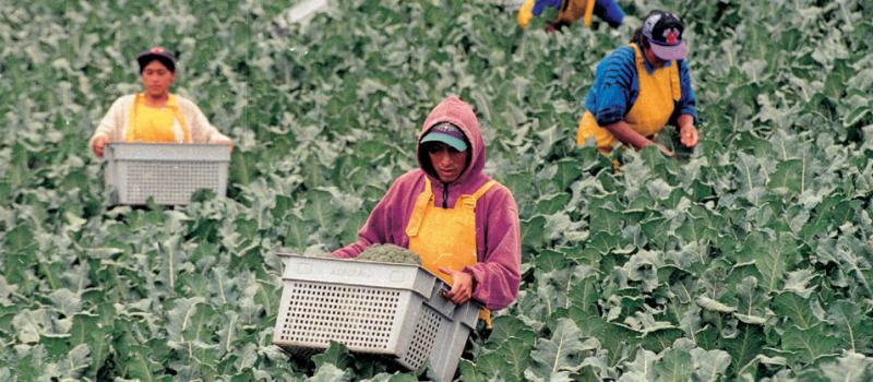 Latinoamérica, "es de los pocos continentes que está abasteciendo de alimentos a su propia población". Foto: Archivo/ LÍDERES.