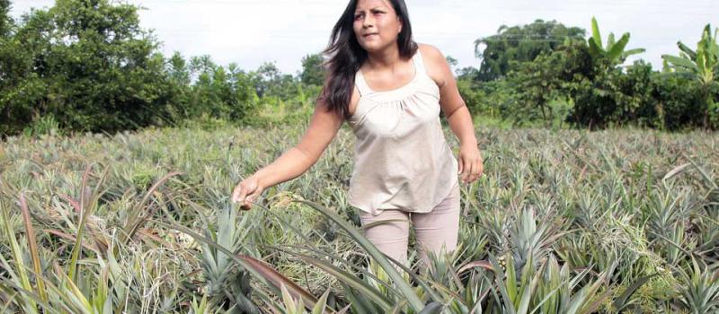 Vanessa Vargas tiene un sembrío de piña desde hace un año y medio. En un par de meses espera cultivar unas 10 000 frutas para comercializarlas en los mercados de Milagro, Guayas. Foto: Mario Faustos / LÍDERES