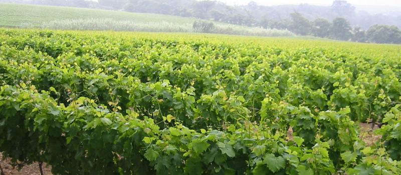 China y  Latinoamérica son las dos grandes regiones donde el año pasado aumentó la superficie de viñedos. Foto: Wikicommons