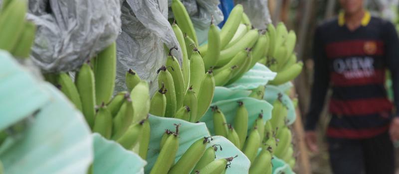 El banano es el principal producto de exportación de Ecuador. Se calcula que existen unos 5 000 productores de la fruta, de los cuales un 63% tiene menos de 30 hectáreas. Foto: Archivo/ EL COMERCIO.