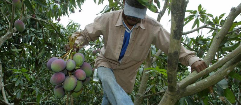 El mango ecuatoriano experimenta una diversificación de sus mercados. El 2015 la fruta llegó a 19 países, tres más que el 2014. Foto: EL COMERCIO