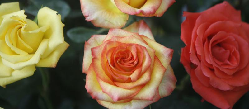 El Ecuador repitió este año como mayor exportador mundial de flores frescas a China, en su gran mayoría rosas. Foto: Archivo/ EL COMERCIO