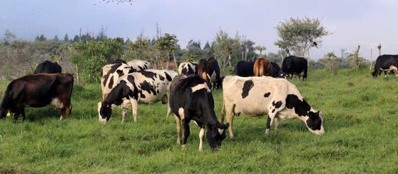 La FAO y el Ministerio de Agricultura firmaron un acuerdo para impulsar la ganadería sostenible. Foto: Diego Pallero/ EL COMERCIO