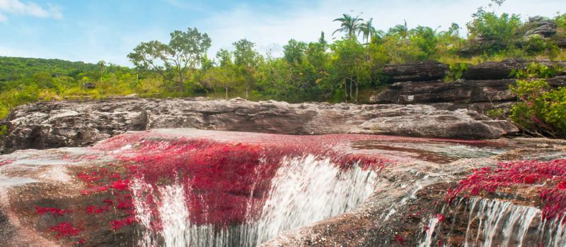 El río Caño Cristales en el departamento del Meta (Colombia). La licencia a una empresa petrolera para que haga trabajos de exploración cerca a la serranía de La Macarena, en el sur de Colombia, ha unido a los más diversos sectores del país en contra de e