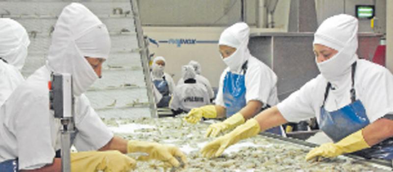 Además de atún y otros productos de pesca blanca, en la planta de la firma Nirsa, en Posorja (Guayaquil), también se procesa camarón para exportarlo en varias presentaciones. Fotos: Francisco Flores/ LÍDERES