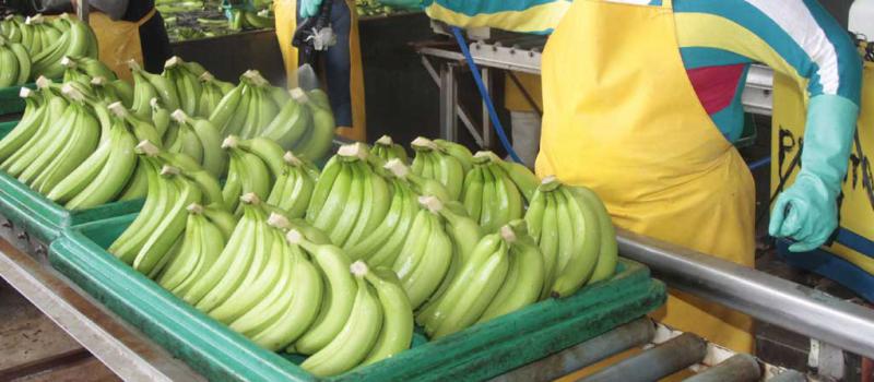 El banano es el principal rubro de exportación no petrolera del país. En el 2015, Ecuador exportó alrededor de 120 millones de cajas de la fruta. Foto: Archivo / LÍDERES