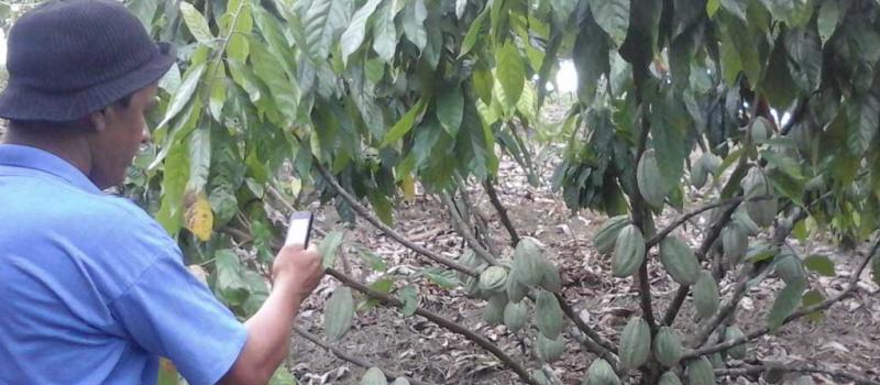 Foto: Marcel Bonilla / LÍDERES La provincia de Esmeraldas produce alrededor de 525 000 quintales de cacao anualmente.