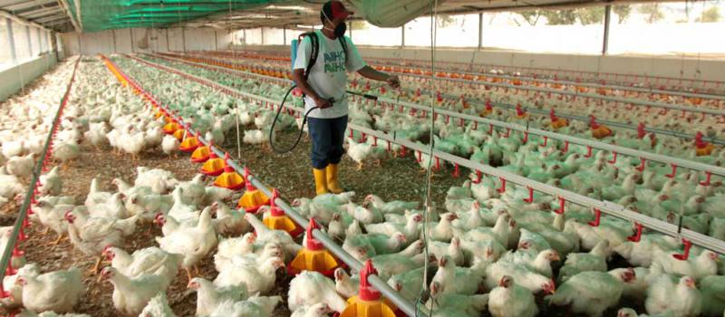 En la granja de pollos San Francisco, ubicada en Ambato, trabajan 25 personas. La empresa familiar, que opera en el mercado hace 30 años, también sintió una reducción en sus ventas. Foto: Glenda Giacometti/ LÍDERES