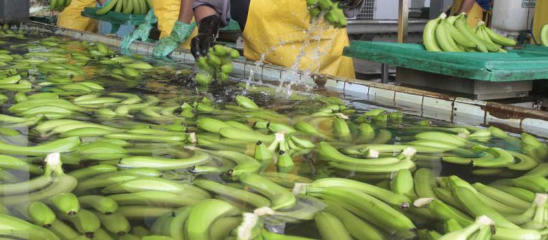 El banano es uno de los productos que exporta Ecuador hacia la Unión Europea. Foto: Archivo / LÍDERES