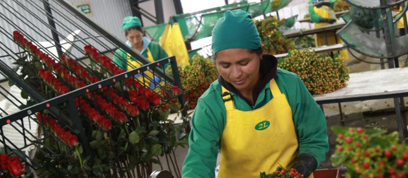En la florícola Pacific Bouquet, ubicada en el sector de Tababela, producen en promedio 80 000 tallos de flores a la semana. Entre sus productos están la rosa estándar y los buqués. Foto: Diego Pallero/ LÍDERES