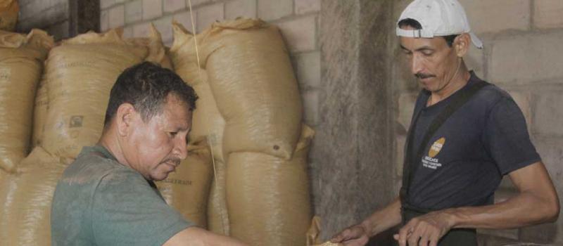 Stalin Rivera y Antony Morán revisan granos de cacao en la bodega de Unocace, en el recinto El Deseo. Foto: Joffre Flores / LÍDERES