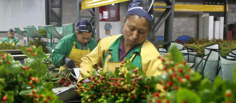 La plantación de Pacific Bouqet se encuentra en Oyambarillo, al oriente de Quito. Esta empresa floricultora es una de las pymes que coloca parta de su oferta en el mercado europeo. Foto: Vicente Costales / LÍDERES