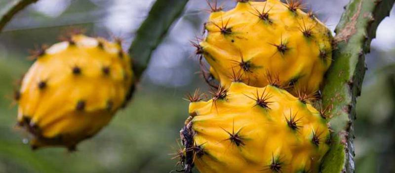 La pitahaya deberá contar con el certificado fitosanitario emitido por Agrocalidad. Foto: / LÌDERES