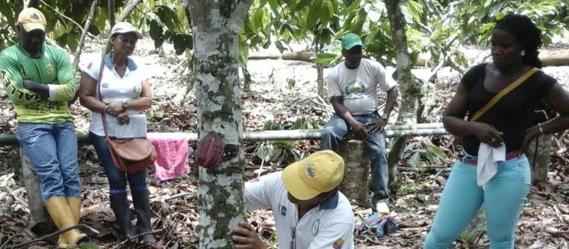 Cacaoteros de San Lorenzo y Eloy Alfaro reciben capacitación para mejorar el rendimiento de sus plantas. Foto: Marcel Bonilla / LÍDERES
