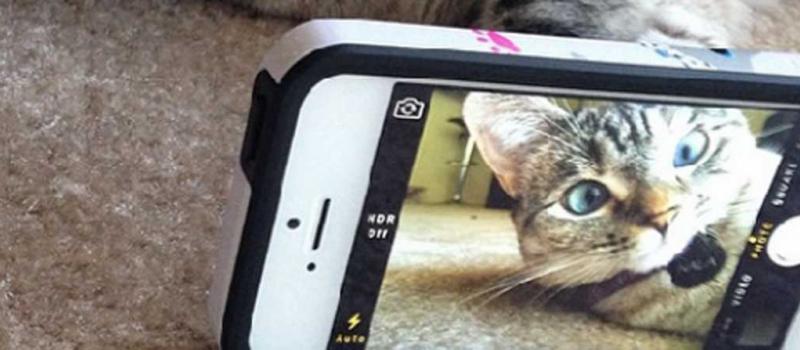 Nala es la “influencers” de los felinos. Tiene más de tres millones de seguidores en su cuenta de Instagram. Foto: Instagram