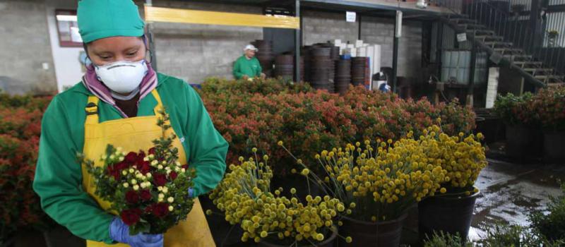 Las flores de verano son uno de los productos que se afectarán si Ecuador pierde los beneficios del Sistema General de Preferencias.  Unos 300 ítems gozan ahora de esta protección. Foto: Archivo / LÍDERES