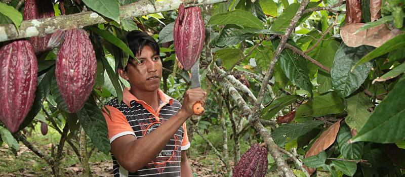 Una imagen de los productores de cacao orgánico de la zona de Balao. La producción de esta fruta,  en determinados casos, se realiza a través de la asociatividad en las comunidades. Foto: Archivo / LÍDERES