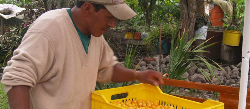 Una imagen del trabajo de los campesinos que forman parte de la Asociación Pacta Purusinchi,  quienes producen uvilla en Imbabura. Foto: Francisco Espinoza/para LÍDERES