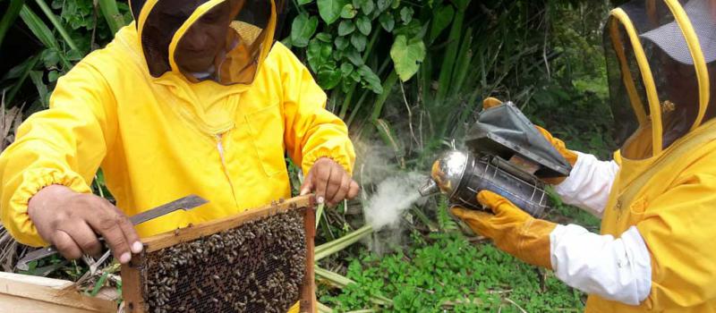 Según los técnicos, por cada colmena se registran entre 25 000 a 60 000 abejas melíferas. Foto: Cortesía Prefectura de Esmeraldas
