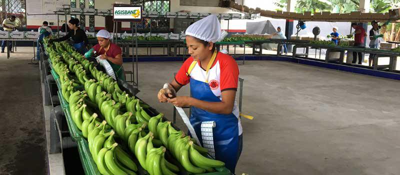 En la primera etapa, Asisbane exportaba 12 000 cajas de banano semanal. En la actualidad, el promedio es de 250 000 cajas por semana.Fotos: Mario Faustos / LÍDERES y cortesía Asisbane