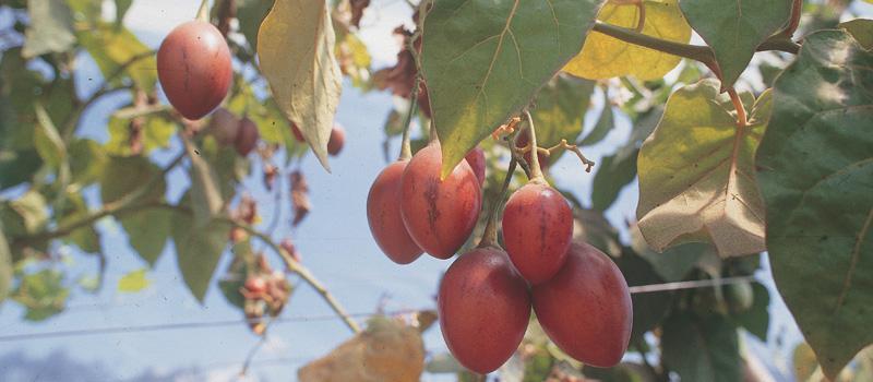 Estados Unidos puede importar con seguridad tomate de árbol fresco procedente de Ecuador. Foto: Archivo / LÍDERES
