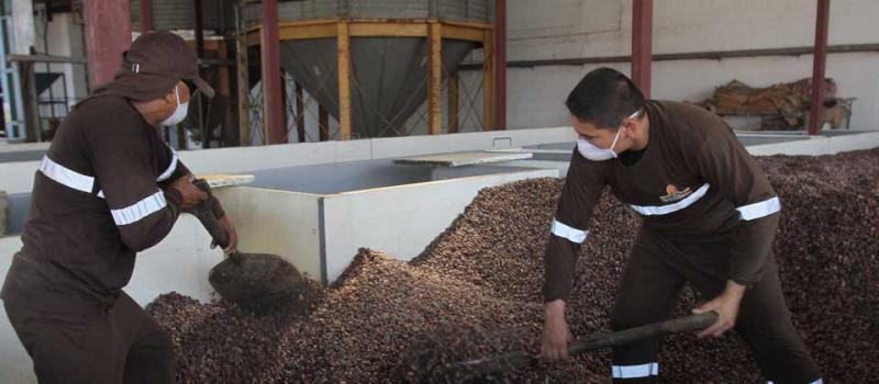 Los trabajadores de Ecuakao homogenizan el cacao como parte del proceso de secado, para que la temperatura y la humedad se distribuya en todo el producto. Foto: Mario Faustos / LÍDERES