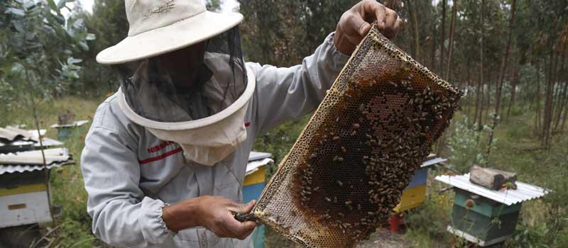 Productos Apícolas Bio Ecosweet alcanzó este año 80 colmenas, distribuidas en diferentes sectores de Pichincha. El 90% de su producción de miel se lo transforma en turrrones. Foto: Diego Pallero / LÍDERES