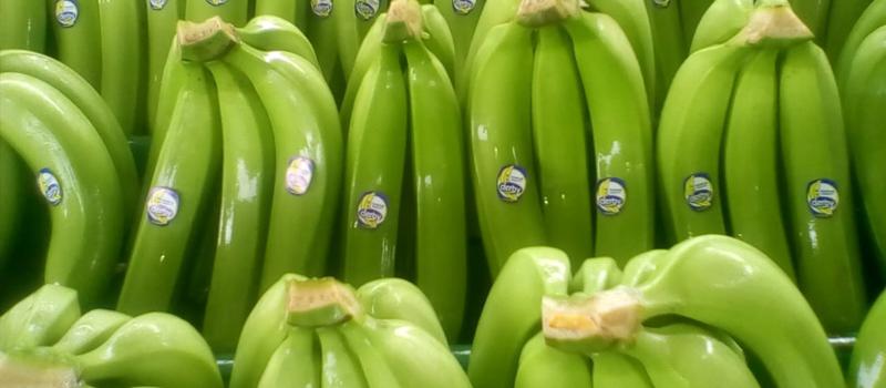 Al banano ecuatoriano lo aprecian en Europa Central