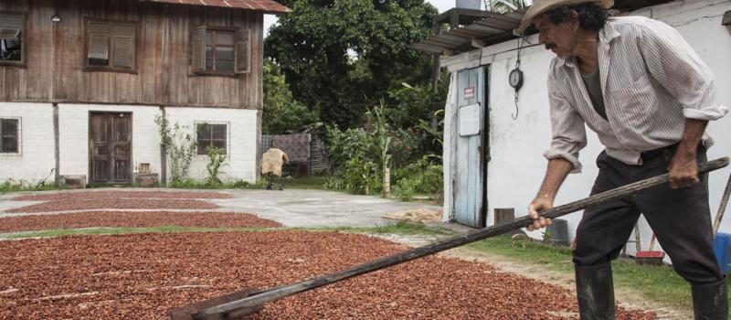 El cacao arriba es el primer producto que obtuvo denominación de origen en el país. El grano se tuesta en las haciendas productoras, que están en zonas como Vinces y Naranjal. Foto: Archivo / LÍDERES