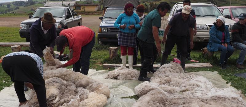 Las fibras de alpaca y borrego que procesa Kun Eco Fibers provienen desde los páramos de los andes ecuatorianos. No se maltrata a los animales. Fotos: Cortesía y LÍDERES