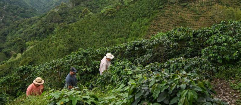 Una finca en el municipio de Santuario, departamento de Risaralda, Colombia, el 9 de mayo de 2019. Colombia es el tercer productor de café, después de Brasil y Vietnam, y el primero del famoso café suave, de mayor calidad.  Foto: AFP