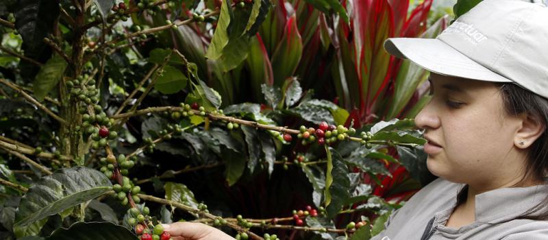 La agromilenial Viviana Arango recoge café en su finca Las Marías, en el municipio de Andes, Antioquia. Foto: EFE