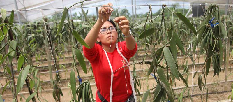 En Vainuz trabajan 20 mujeres con estudios en Agronomía, que se encargan de la polinización de la vainilla y de la cosecha de vainas. Fotos: Juan Carlos Pérez para LÍDERES