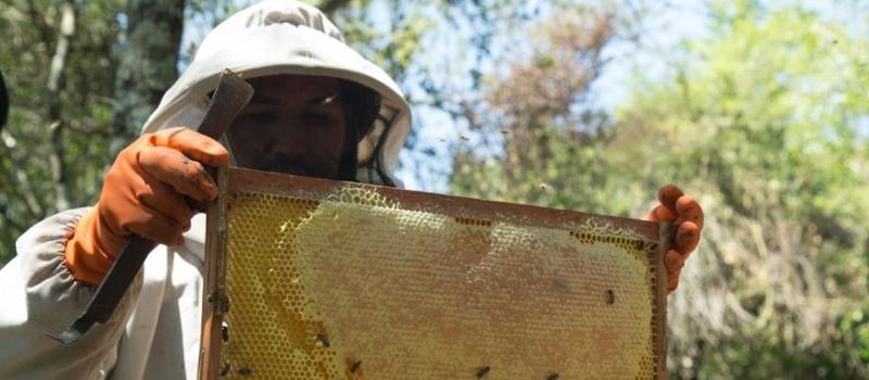 Ariel Padilla, apicultor de la Asociación Cadema, destaca el apoyo técnico para mejorar la producción local. Fotos cortesía de CAF Banco de Desarrollo de América Latina