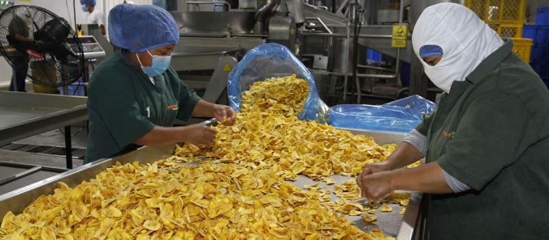 La empresa ecuatoriana Kiwa elabora productos alimenticios para la exportación. Dos empleadas escogen los productos en el área de clasificación en la planta de producción. Foto: Eduardo Terán/ LÍDERES