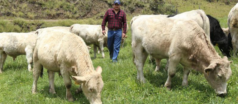 Santiago Andrade produce carne Grass fed en las faldas del volcán Chimborazo. Sus animales de raza Charolais se alimentan exclusivamente con mezclas forrajeras y leguminosas. Fotos: Glenda Giacometti / LÍDERES