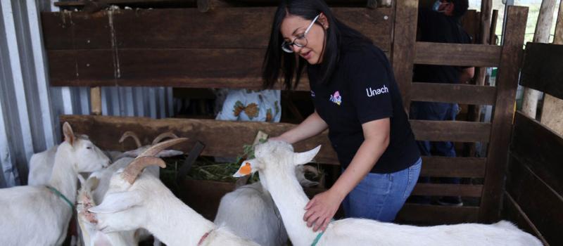 Las cabras saanen son una raza mejorada, ideal para la producción de leche.  En la finca se crían con técnicas que promueven el bienestar animal. Fotos: Glenda Giacometti / LÍDERES