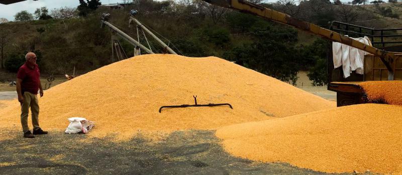 Los Ríos es la provincia que tiene la mayor superficie y producción de maíz amarillo duro del país. Esta materia prima se destina para los avicultores y la industria de balanceados. Cortesía: Aprobal