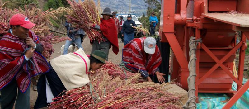 Los agricultores de la comunidad Santa Rosa de San Luis, en Chimborazo, trillan la quinua orgánica, parte del portafolio de exportación solidaria; Maquita da asistencia a los campesinos. FOTO: CORTESÍA: MAQUITA CUSUNCHIC