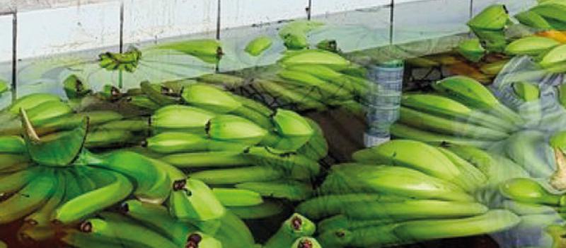 El Banco de Machala enfoca sus recursos para este segmento, sobre todo para impulsar la producción de los pequeños bananeros de El Oro. FOTO: CORTESÍA: Banco de Machala