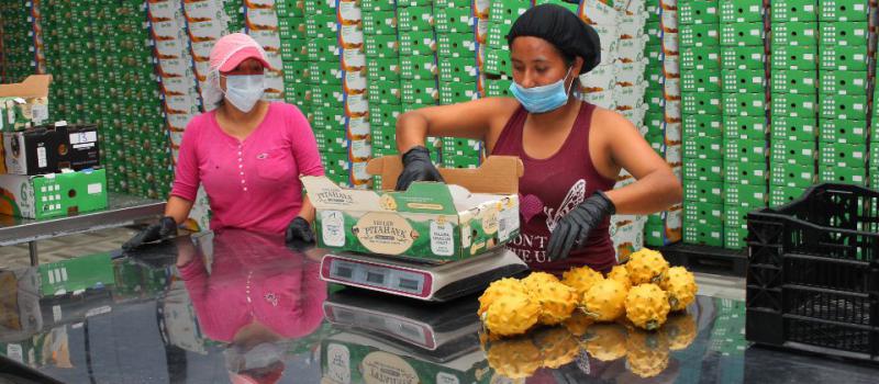 La pitahaya es una fruta exótica que está en manos de pequeñas empresas y que tiene gran demanda de los consumidores de Estados Unidos; el segmento de las frutas tuvo un crecimiento alto. Archivo/LÍDERES