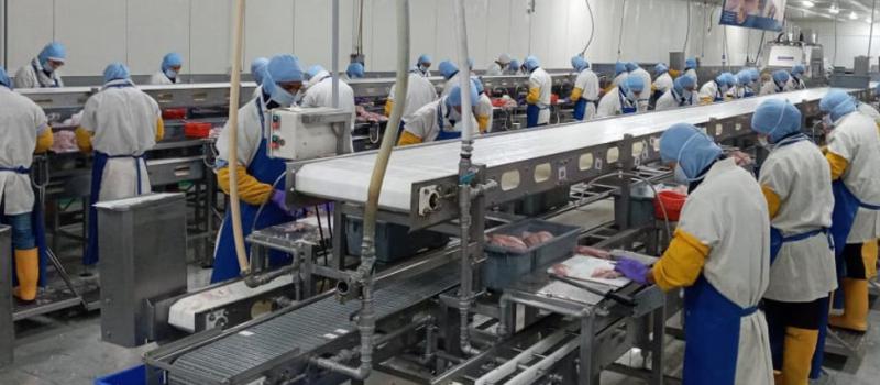 La empresa Santa Priscila tiene previsto este año exportar USD 1 400 millones de camarón y más de la mitad se destina a China; es la primera proveedora mundial del producto a Estados Unidos. FOTO: Cortesía: Santa Priscila