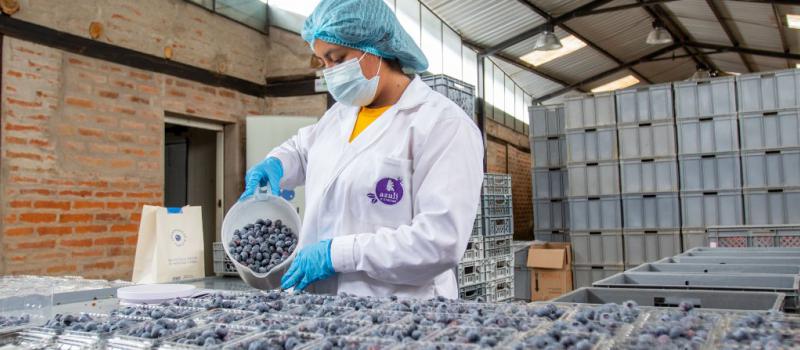 En la empresa Ilaru, el 75% de sus trabajadores en campo son mujeres porque son más delicadas y eficientes con el manejo de la fruta. Foto: Carlos Noriega/Líderes