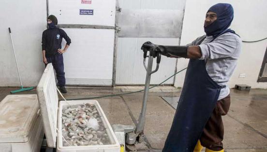 Trabajadores de Natluk descargan el camarón que les entregan  los proveedores. La planta se encuentra ubicada en Guayas. Foto: Enrique Pesantes / LÍDERES