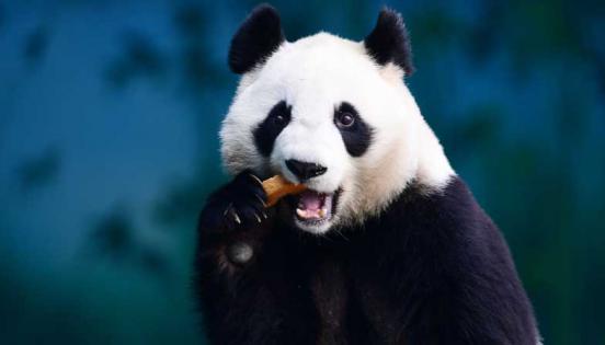 Un panda come en el Jardín Zoológico del Bosque de Shenyang en Shenyang, provincia nororiental de Liaoning, China, el 20 de diciembre de 2017. Foto: AFP
