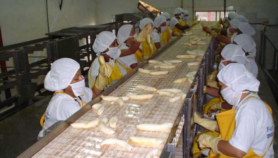 El proceso de elaboración del puré de banano atraviesa etapas como la de extracción, en la que se realiza el pelado de la fruta.