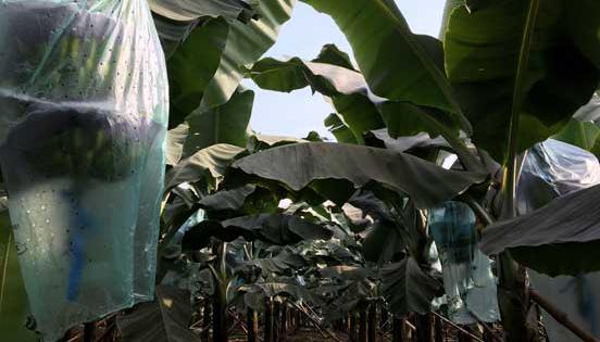 Asisbane reúne cerca de 5 000 hectáreas de siembra de la fruta, distribuidas en unas 100 fincas entre Guayas y Los Ríos.