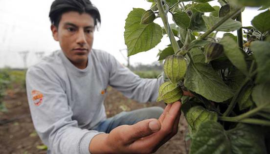 Un agricultor revisa las plantas de uvilla en la plantación de Golden, en el cantón Mejía (Pichincha).